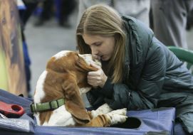 Dog breed basset gound