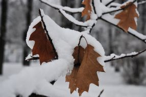 Yellow oak leaves in the snow on a branch of a tree