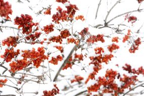 Snow-covered clusters of mountain ash