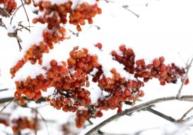 Snow-covered clusters of mountain ash