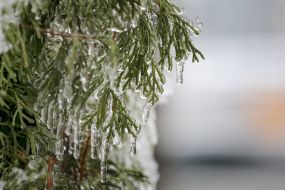 Icicles on the branches of a tree