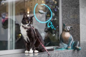 Відкриття скульптури кота в Одесі