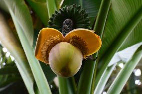 Banana tree flower