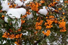 Snowy Rowan Branches