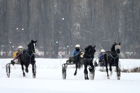 Check horse trotters