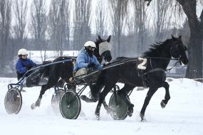 Check horse trotters