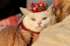 A cat in a wreath and a necklace