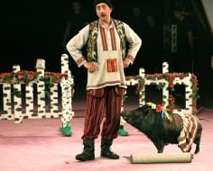 Alexander Falaleev and trained pig