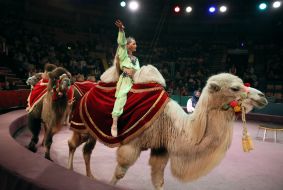 Camels
