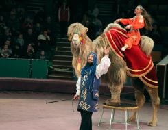 Yuri Glavatsky and trained camels
