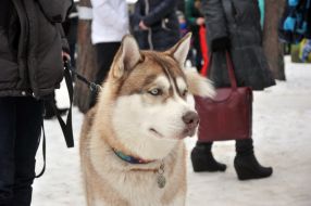 Dog breed Siberian Husky