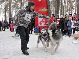 Dogs breed Siberian Husky