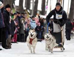 Dogs breed Siberian Husky