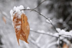 Snow on the leaves