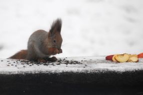 Squirrel in the park