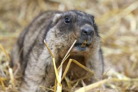 The Lviv marmot Marusya