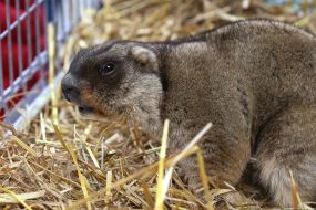 The Lviv marmot Marusya