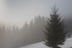 Morning fog in the Carpathians