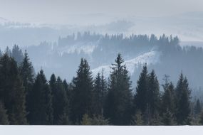 Morning fog in the Carpathians