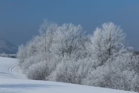 Morning fog in the Carpathians
