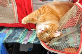 The exhibition of cats "Home Lions"