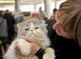 The exhibition of cats "Home Lions"