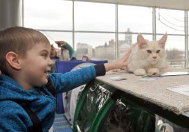 The exhibition of cats "Home Lions"