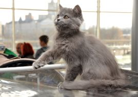 The exhibition of cats "Home Lions"