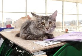 The exhibition of cats "Home Lions"