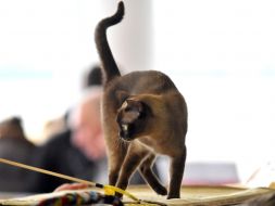 The exhibition of cats "Home Lions"