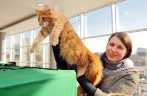 The exhibition of cats "Home Lions"