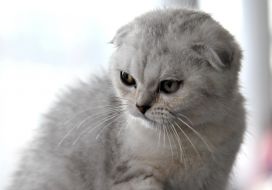 The exhibition of cats "Home Lions"