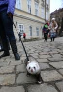 Хорек