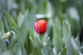 Tulip