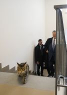 A cat on the stairs of a new hostel for 95th brigade contractees
