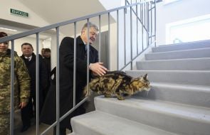 Petro Poroshenko strokes the cat on the stairs in the hostel