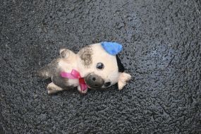 Toy pig