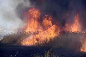 In Nikolaev the cane burns