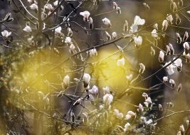 Цветение магнолии