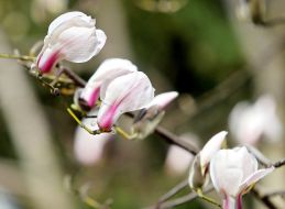 Цветение магнолии