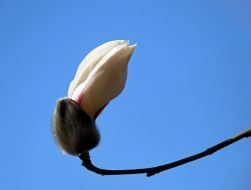 Цветение магнолии