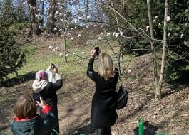 Люди фотографируют цветущую магнолию