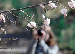 Magnolia