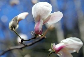 Цветение магнолии