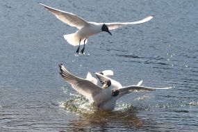 Gulls over water