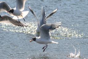 Gulls over water