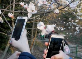 Люди фотографируют магнолии