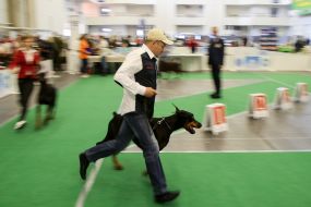 Exhibition of dogs of all breeds