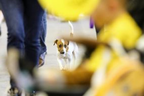 Jack Russell Terrier Dogs