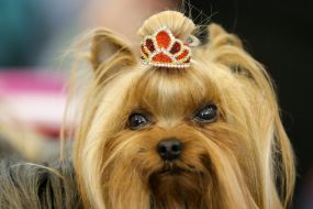 Yorkshire Terrier